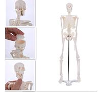 Lankater 1pc Human Anatomical Anatomy Skeleton Model Medical Medical Learn Aid Anatomy Human Skeletal Model, 45cm