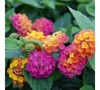 Lantana Calippo Orange Magenta 3 Plug Plant Perennial