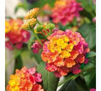 Lantana Calippo Tutti Frutti 3 Plug Plants Shrub Verbena Perennial