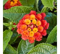 Lantana Fire 3 Plug Plants Perennial
