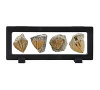Lanxitown 4 Pcs Real Trilobite Tail Fossil kit with Display Stand Come Form 400 Million Years Ago Real Fossils Paleontology Gifts for Men Women