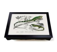 Lap Tray with Bean Bag Cushion, Green Iguana & Lizard by Charles D' Orbigny