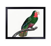 Lap Tray with Cushion | A Cuban Amazon Parrot by F. Levaillant | Padded Bean Bag Cushion | For Eating, Working, Crafting, Laptop | Portable Table Desk