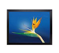 Lap Tray with Cushion | Flower Caudata Bird of Paradise | Padded Bean Bag Cushion | For Eating, Working, Crafting, Laptop | Portable Table Desk