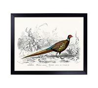 Lap Tray with Cushion | Pheasant Illustration by Charles d' Orbigny | Padded Bean Bag Cushion | For Eating, Working, Crafting, Laptop | Portable Table Desk