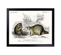 Lap Tray with Cushion | Raccoon Illustration by Charles d' Orbigny | Padded Bean Bag Cushion | For Eating, Working, Crafting, Laptop | Portable Table Desk