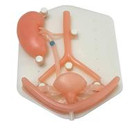 Laparos Surgery Training Module Urinary System Silicone Organs Urology Laparos Medical Students Practice Simulation Training Model and Textbook.