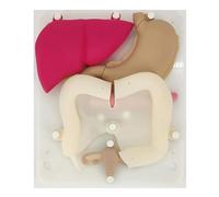 Laparoscopic Surgery Training Module, 1: 1 Ratio Laparoscopic Trainer, Human Surgical Suture, Can Practice Gynecological Related Surgery, Reusable Soft Silicone, for Medical Students Practice