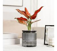 Lapiglo Indoor Self-Watering Flower Pot 572", Robust for Plastic Succulents Orchids Herbs, Elegant Bottom Watering System Home Office Clear