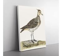 Lapwing By Johan Teyler Vintage Canvas Wall Art Print Ready to Hang, Framed Picture for Living Room Bedroom Home Office Décor, 50x35 cm (20x14 Inch)