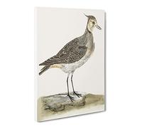 Lapwing By Johan Teyler Vintage Canvas Wall Art Print Ready to Hang, Framed Picture for Living Room Bedroom Home Office Décor, 30x20 Inch (76x50 cm)
