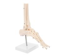 LAPYAPPE 1Pc Human Foot Joint Anatomical Model Detailed Ankle Joint Skeleton Model for Teaching Advanced Construction for Classroom and Surgery Use Includes Stand for Close