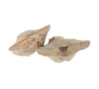 LAPYAPPE 2pcs Educational Geology Kit for Boys and Girls Sea Shell Specimen Models Natural Teaching Supplies