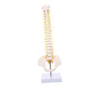 LAPYAPPE 45CM PVC Spine Model Tailbone Anatomy Human Vertebral Column and Intervertebral Discs for Medical Study and Teaching