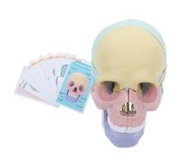 LAPYAPPE Detachable Anatomical Skull Model for Human Anatomy Education Detailed Skull Structure Learning Tool for Medical Teaching and Research Enhanced Understanding of Human