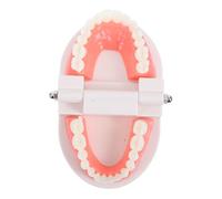 LAPYAPPE Educational Teaching Model for Boy Girl Realistic Oral Anatomy Tool for Kindergarten Tooth Model for Oral Hygiene Education Promotes Understanding of Tooth Care