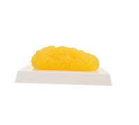 LAPYAPPE Fat Anatomical Model Realistic Fat Model for Nutritionists Students for Human Body Study Fitness Education and Understanding Body Composition
