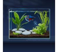 LAQUAL Fish Tank 7.6 Litre with Fish Net, 1 Water Changer Siphon & 2 Cleaning Cloth, Aquarium Made Of Crystal Clear Glass, Small Fish Tank/Aquarium for Betta & Goldfish, Nice Home Décor