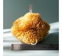 Large 16CM Sea Sponge Unbleached Honeycomb Natural Seasponge for Bath Use, or Art and Painting use (L Size Approx 14-16cm)