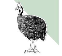 Large 210mm 'Guinea Fowl' Permanent Sticker Decal for Cars/Windows/Bins/Walls etc (DW00047099)