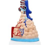 Large Alveolar Model, Human Medical Alveolar Anatomy Model, Human Alveolar Lung Tissue Structure Biological Model, for Physiology Education Medical Learning Resources