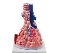 Large alveolar Zoom Model Breathing Lung Human Lung Anatomy Model Bronchus Alveoli Models for Anatomy and Physiology Education Medical Learning Resources