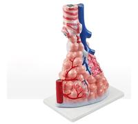 Large alveolar Zoom Model Breathing Lung Model, Human Lung Anatomy Model, Bronchus, Alveoli Models for Anatomy and Physiology Education Medical Learning Resources