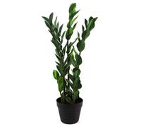 Large Artificial Plant Foliage 75Cm Zanzibar Gem Leaf Design Realistic Plant Botanik