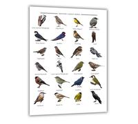 Large British Garden Birds Educational Wall Chart, A2 Size 61x42cm, Species Identification Guide Print, Britsh Wildlife Artwork