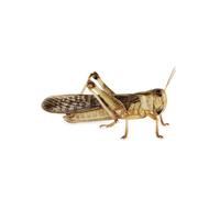 (Large, BULK Bag 50) Swell Reptiles Livefood Locusts Bulk-Pack