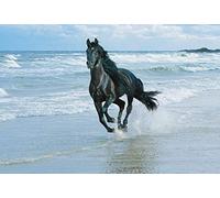 LARGE CANVAS ART PRINT HORSE RUNNING ON THE SEASSHORE READY TO HANG 30 X 20 INCHES