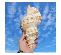 Large conch shells, Super Large White Frog Snail 17~22Cm for DIY(17~18cm)
