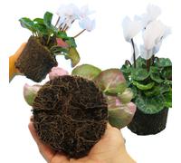Large Cyclamen Flame White Pack Of 3 Flowering Outdoor Plants In 1Ltr Pots
