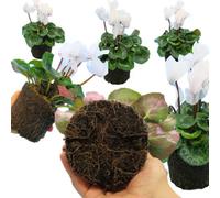 Large Cyclamen Flame White Pack Of 6 Flowering Outdoor Plants In 1Ltr Pots