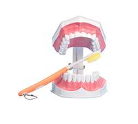 Large Dental Teeth Model,YOUYA DENTAL Teaching Study Brushing Tooth Model Tools with Toothbrush & Removable Lower Teeth for Kids Oral Care Teaching