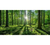 Large Diamond Art for Adults 12x24 in Forest,Morning Light Diamond Painting Kits for Kids Beginners,Full Drill Canvas Gem Arts and Crafts,Hobbies for Adults Women for Christmas Home Decor,Gifts Z-68