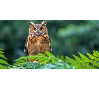 Large Diamond Art for Adults 16 * 36 Animal, Owl Diamond Painting Kits for Kids Beginners, Full Drill Canvas Gem Arts and Crafts, Hobbies for Adults Women for Christmas Decorations,Home Decor Z-1130