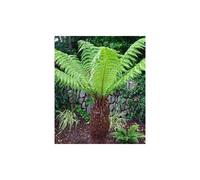 Large Dicksonia Antarctica Hardy Tree Fern 30cm Log Garden Outdoor