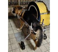 Large Dog Wheelchair for German Shepherds - Adjustable Mobility Rehab Wheels for Disabled Pets M/XL/XXL/XXXL Supports 15-60kg Hind Leg Walking