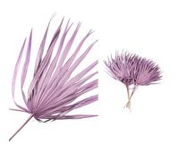 Large Dried Palm Leaf in either: Hot Pink, Lilac or Dark Purple, 1x Large Dried Palm Leaf Wall Hanging, Bohemian Leaf Room Decoration, Rustic Bohemian Natural Tropical Party Decor (Dark Purple)