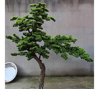 Large Fake Pine Tree - Natural Trunk Texture - Perfect for Welcoming Entrance, Lobby, Garden & Commercial Decoration(1.2mx1m)