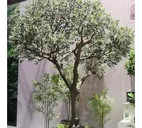 Large Faux Olive Tree - Artificial Silk Plant With Realistic Olives & Solid Natural Wood Trunk, Low-Maintenance Decor for Indoor Home, Outdoor Garden 6.5mx5m