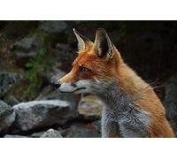 Large Format 2000 Piece Jigsaw Puzzle for Adults - Religious Portrait - Each Piece is Unique, Softclick Technology Means Pieces Fit Together 70x100cm