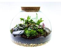 Large Glass Domed Terrarium with 4 Living Plants, Moss and Tool Set - The Ultimate Terrarium Kit