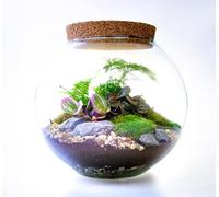 Large Glass Globe Terrarium with 4 Living Plants, Cushion Moss and Tool Set - The Ultimate Terrarium Kit
