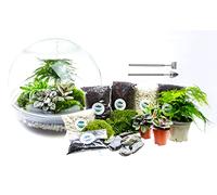 Large Glass Orb Terrarium with 4 Living Plants, Cushion Moss and Tool Set - Perfect Terrarium Kit Gift