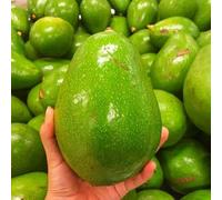 Large Green Avocado I Fresh I Caribbean I Pack of 5