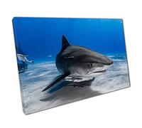 Large Grey Tiger Shark Casually Swimming Along The Sandy Seafloor Sea Life Wall Art Print On Canvas Picture For Home Office Decor 30x20cm (12x8In)