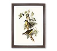 Large Headed Robin Birds By Elizabeth Gould Vintage Framed Wall Art Print, Ready to Hang Picture for Living Room Bedroom Home Office Décor, Walnut A3 (34 x 46 cm)