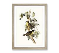 Large Headed Robin Birds By Elizabeth Gould Vintage Framed Wall Art Print, Ready to Hang Picture for Living Room Bedroom Home Office Décor, Oak A3 (34 x 46 cm)
